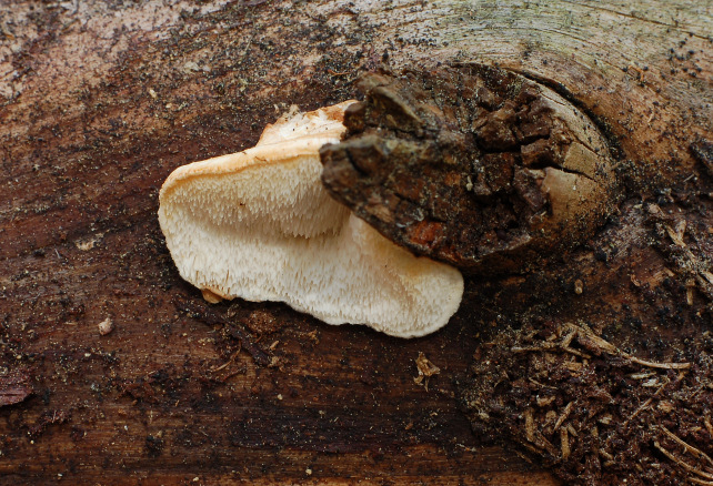 Postia caesia parassitizzata o con forma imperfetta?